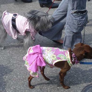 Two Cute Dogs