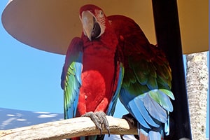 Two Parrots