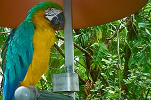 Parrot-4