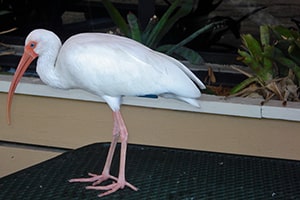 White Flamingo