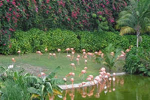 Flamingo Island-1