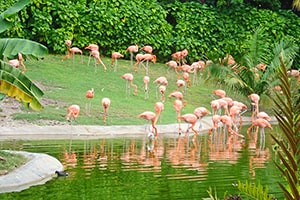 Flamingo Island-2