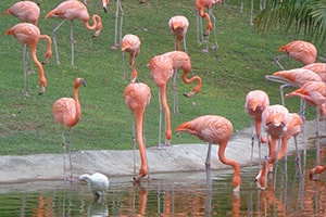 Flamingo Island-3