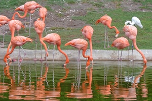 Flamingo Island-4