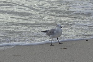 Seagull by the Water.