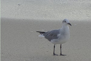 Seagull in South Beach Miami.