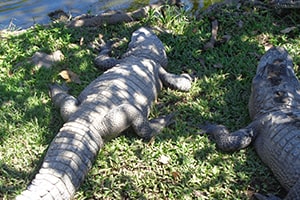 Everglades Park-16