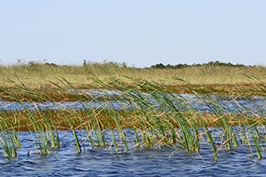 Everglades Park - 2