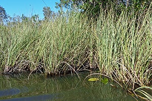 Everglades Park-9