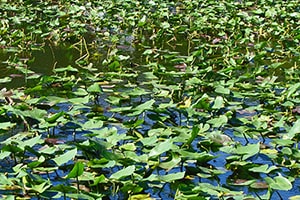 Everglades Park-4