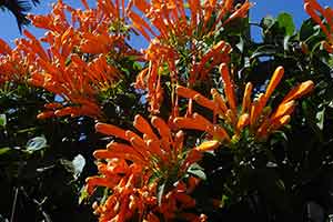 Orange Flowers