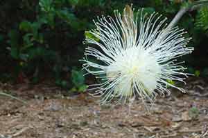 White Flower