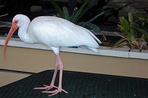 white flamingo reddit